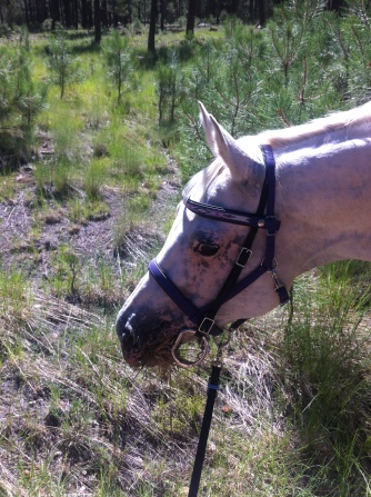 The gleaming eyes of a happy pony. Trail riding plus grass buffet = bliss.
