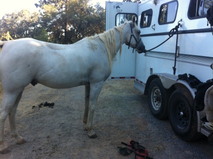 post-leg-stretcher ride down the lane. why does the pearly white pony need a bath?
