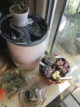 Indoor transition/water propagation station. The Cedar Creek plants come from a cold room, so they need a few days to acclimate in room temps before getting moved outdoors. his is also where I work on getting roots going on some cuttings/salvage efforts.